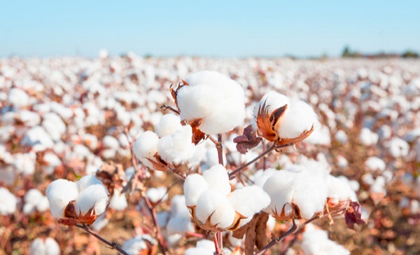 Cotton tái sinh là gì ? Những ưu điểm mà cotton tái sinh mang lại - Coolmate