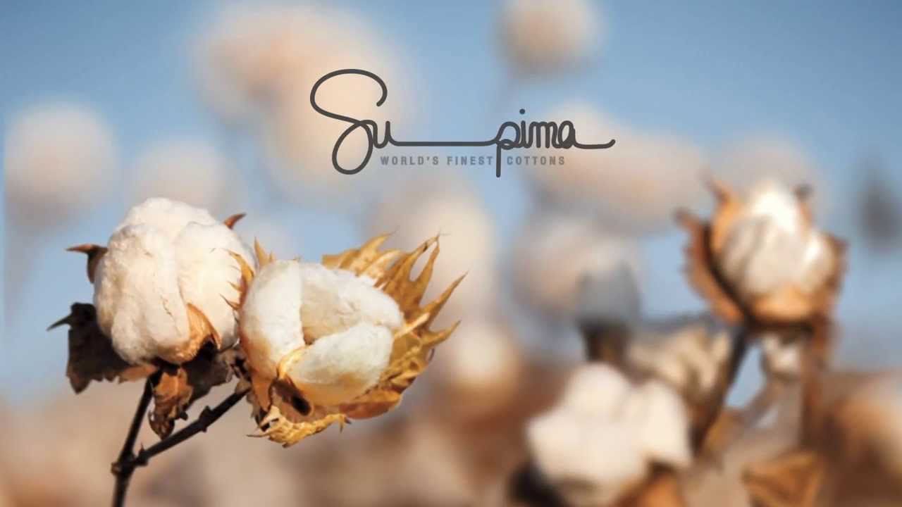 Supima cotton là gì? Những điều cần biết về supima cotton