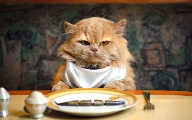 Tổng hợp 9 loại thức ăn cho mèo nhiều dinh dưỡng nhất 
